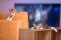 Closeup of two sleepy kittens on a shelf and couch under the lights with a blurry background Royalty Free Stock Photo