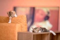 Closeup of two sleepy kittens on a shelf and couch under the lights with a blurry background