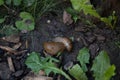 Closeup of two slugs on the ground Royalty Free Stock Photo