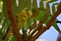 Closeup of two small green kissing budgies sitting on a tree branch