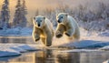 closeup of two snow polar bear cubs jumping and playing in the snow, stepping out of the snow covered ice onto the riverbank.