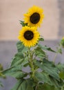 Closeup of two sunflowers  and insect Royalty Free Stock Photo