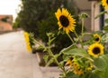 Closeup of two sunflowers  and insect Royalty Free Stock Photo