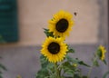 Closeup of two sunflowers  and insect Royalty Free Stock Photo