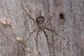 Closeup of a Two-tailed Spider on a wood