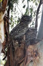 Closeup of two Tawny Frog Mouths