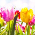 Closeup of two vibrant fresh tulips outdoors Royalty Free Stock Photo