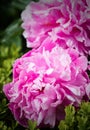 Closeup of two vibrant pink flowers, atop a cluster of lush green foliage Royalty Free Stock Photo