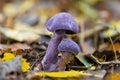 Closeup of two violet webcap mushrooms (Cortinarius violaceus)