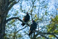 Closeup of two Vultures perched on a tree branch surrounded by woods Royalty Free Stock Photo