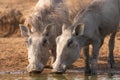 Closeup of two warthog piglets while having a drink. Royalty Free Stock Photo