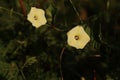 Closeup of two white beach moonflowers next to each other Royalty Free Stock Photo