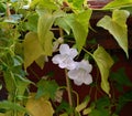 Closeup of white flowers of asarina scandes, green leaves, fresh petals