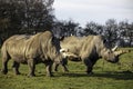 Closeup of two white rhinos grazing in savanna Royalty Free Stock Photo