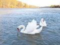 Closeup a of two white swans on the river.  A swan with raised wings Royalty Free Stock Photo