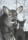 A closeup of two White tail deer