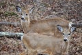 Closeup of Two Whitetail Deer Looking to the Left