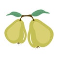 Closeup of two whole green pear on white background. Vector illustration isolated. Vegetarian healthy food.