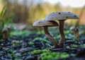 Closeup of two wild mushrooms in the forest Royalty Free Stock Photo