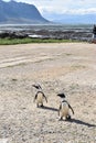Closeup of two cute Penguins on the beach in BettyÃÂ´s Bay near Cape Town in South Africa