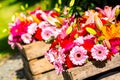 Two wooden flower boxes containing gerberas Royalty Free Stock Photo