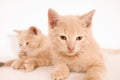 Closeup of two yellow kittens