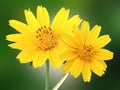 Closeup, Two yellow mexican aster flower  cosmos. blooming isolated on green background for stock photo. houseplant, spring Royalty Free Stock Photo