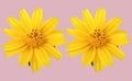 Closeup, Two yellow mexican aster flower  cosmos. blooming isolated on pastel magenta background for stock photo. houseplant, Royalty Free Stock Photo