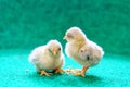 Closeup of two yellow Serama chicks on a artificial grass background Royalty Free Stock Photo