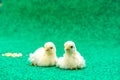 Closeup of two yellow Serama chicks on a artificial grass background Royalty Free Stock Photo