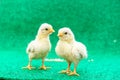 Closeup of two yellow Serama chicks on a artificial grass background Royalty Free Stock Photo
