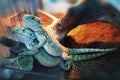 Closeup two young beautiful little colorful iguanas in the terra Royalty Free Stock Photo