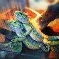 Closeup two young beautiful little colorful iguanas in the terra Royalty Free Stock Photo