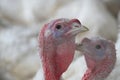 Closeup of two young turkeys on a farm