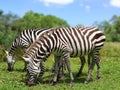 Closeup of two zebras eating grass in the green meadow Royalty Free Stock Photo