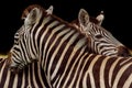 Closeup of two zebras (Hippotigris)