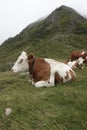 Closeup on a typical Austrian alpine landscape of cattle , cow on a hillside grassland