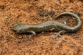 Closeup on a not yet dark colored sub-adult juvenile Black salamander, Aneides flavipunctatus