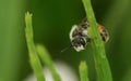 Closeup on a typical white snouted male Red girdled mining bee, Andrena labiata, hanging on a straw of grass Royalty Free Stock Photo