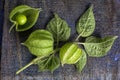 Closeup of uchuva plant in Ecuador on rustic background Royalty Free Stock Photo