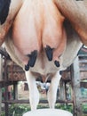 Closeup udder milk cow. Animal farm industries. Royalty Free Stock Photo