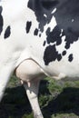 Closeup of udder and side of black and white cow Royalty Free Stock Photo