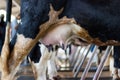 Closeup - udder of young cow female