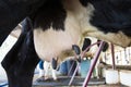 Closeup - udder of young cow female in farm Royalty Free Stock Photo