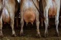 Closeup of udders of  cows Royalty Free Stock Photo