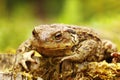 Closeup of ugly common brown toad