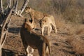 Closeup of Ulusaba lionesses in the Sabi Sands, South Africa Royalty Free Stock Photo