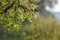 Closeup of an umbel of garden angelica flower with drops of water