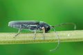 Closeup on a Umbellifer longhorn beetle, Phytoecia cylindrica feeding on a stem of Wild carrot, Daucus carota