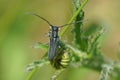 Closeup of the umbellifer longhorn beetle , Phytoecia cylindrica